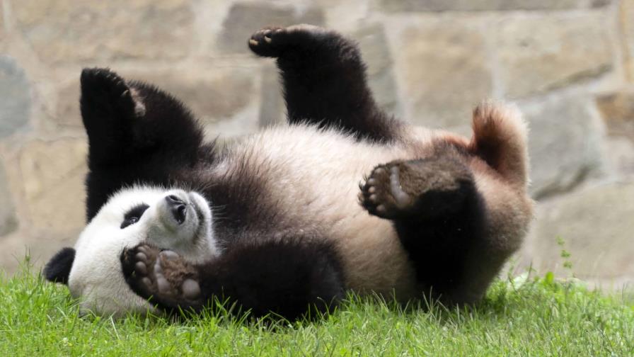 La familia panda del zoo de Washington ya está en China