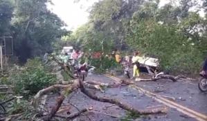 Muere hombre y otro resulta herido al caer árbol sobre vehículo en Monseñor Nouel