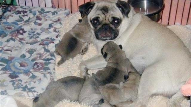 ¿Cuándo debes castrar a tu perrita?