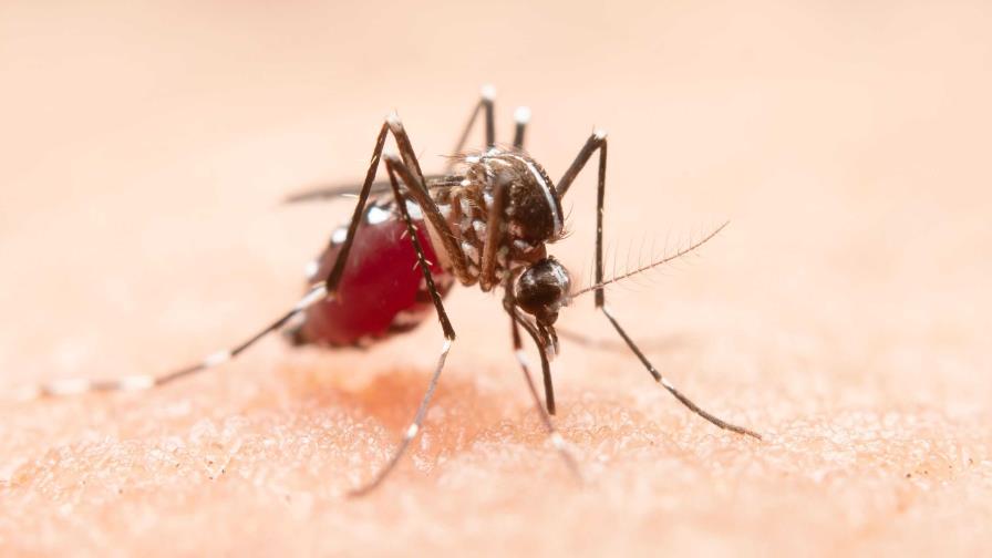 Fallece niña de 10 años afectada de dengue en Puerto Plata