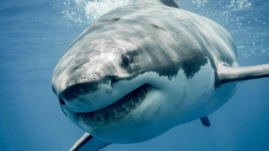 Más películas con tiburones para disfrutar en streaming