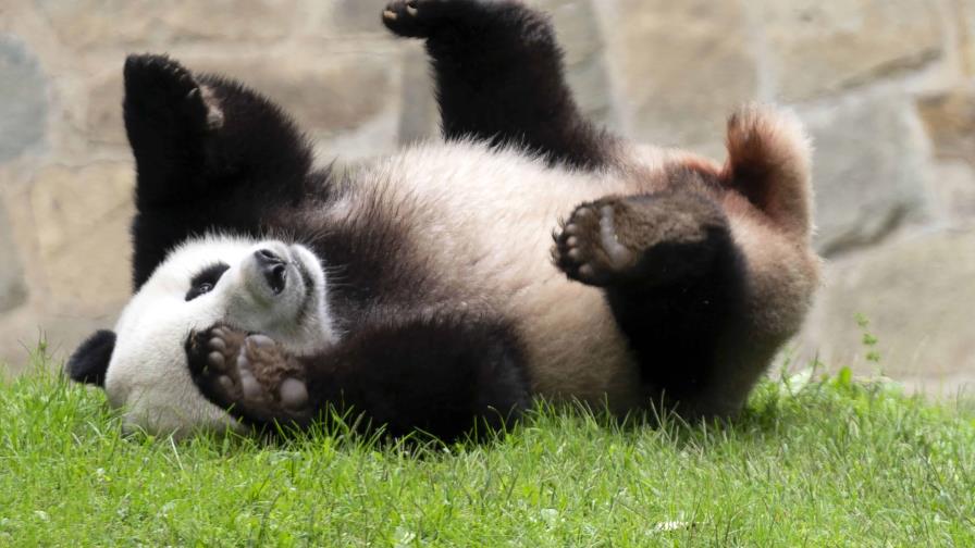 El presidente de China indica que se enviarán más pandas a Estados Unidos