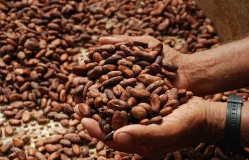 Celebrarán Festival del Cacao en la provincia Duarte