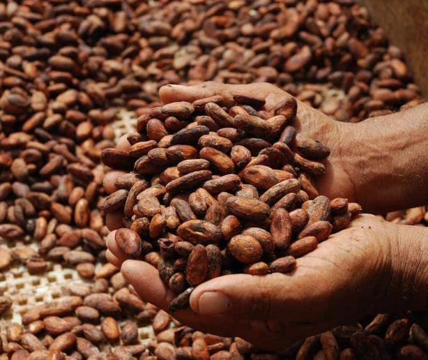 Los altos precios del cacao incentivarían más inversiones en este cultivo