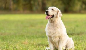 Mi cachorra labradora está en celo