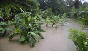 El agro encara pérdidas de más de RD$5,000 millones por las lluvias