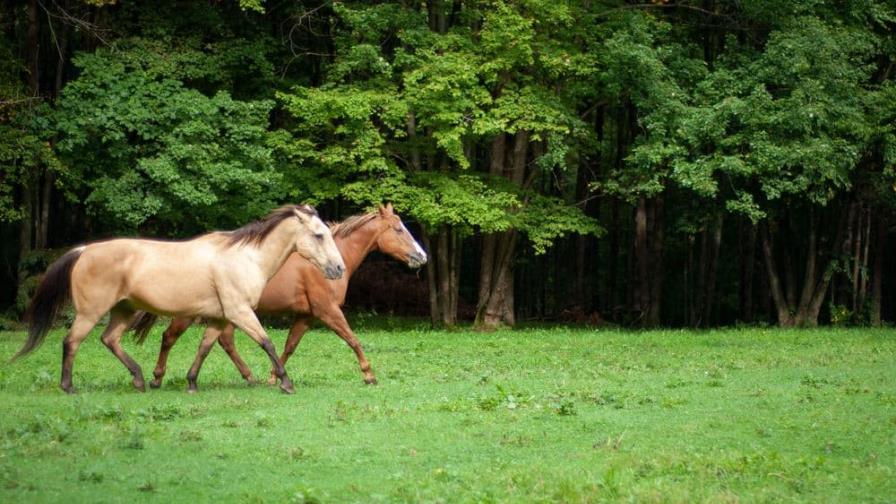 Invitan a clínicas, charlas y competencias de la raza de caballos Tennessee Walking