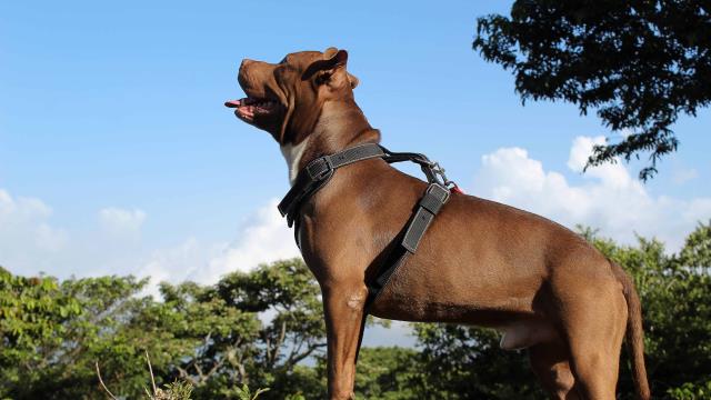 Orquitis en perros: ¿qué hacer?