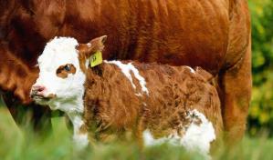 T-Mec: panel da raz&oacute;n a Canad&aacute; en disputa con EEUU por sector lechero