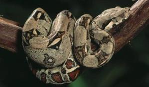 Boa constrictora colombiana encontrada en avenida Luperón es especie dócil