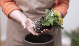 C&oacute;mo conseguir plantas a partir de esquejes