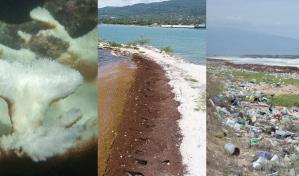 Tratarán en la COP28 el blanqueamiento coral y plásticos en el mar