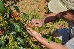 En el Día Nacional del Café, agricultores claman por acciones de fomento al sector