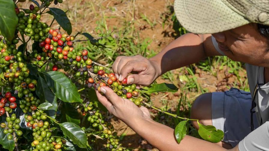 Lluvias del 18 de noviembre afectaron el 20 % de la producción nacional de café