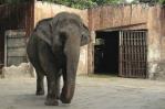 Fallece la solitaria Mali, el único elefante que quedaba en Filipinas