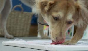 Perros abandonados se convierten en artistas para asociación benéfica británica