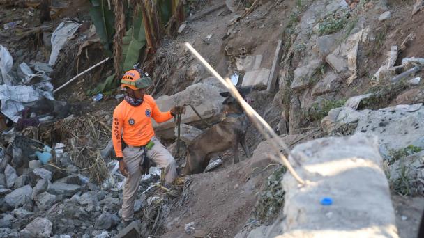 El perro Bruno se suma a la búsqueda de víctimas de accidente en Haina