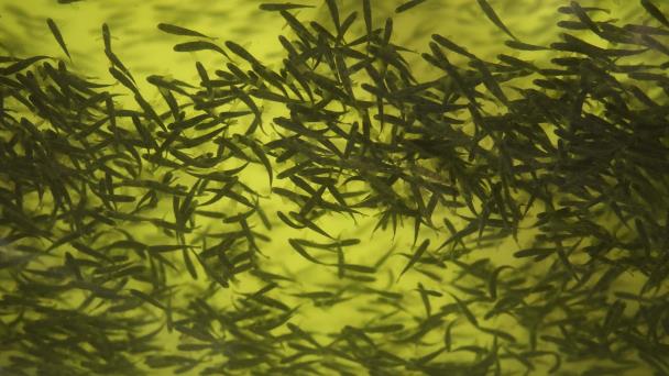 Crece la demanda de peces... y los océanos dan todo lo que pueden. ¿Podemos mejorar la acuicultura?