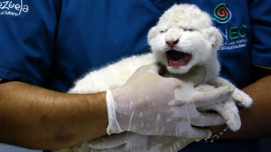 Nacen leones blancos en zoo de Venezuela, una esperanza para esta rara subespecie