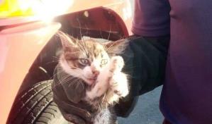 Bomberos rescatan gato atrapado en elevado de la 27 de Febrero