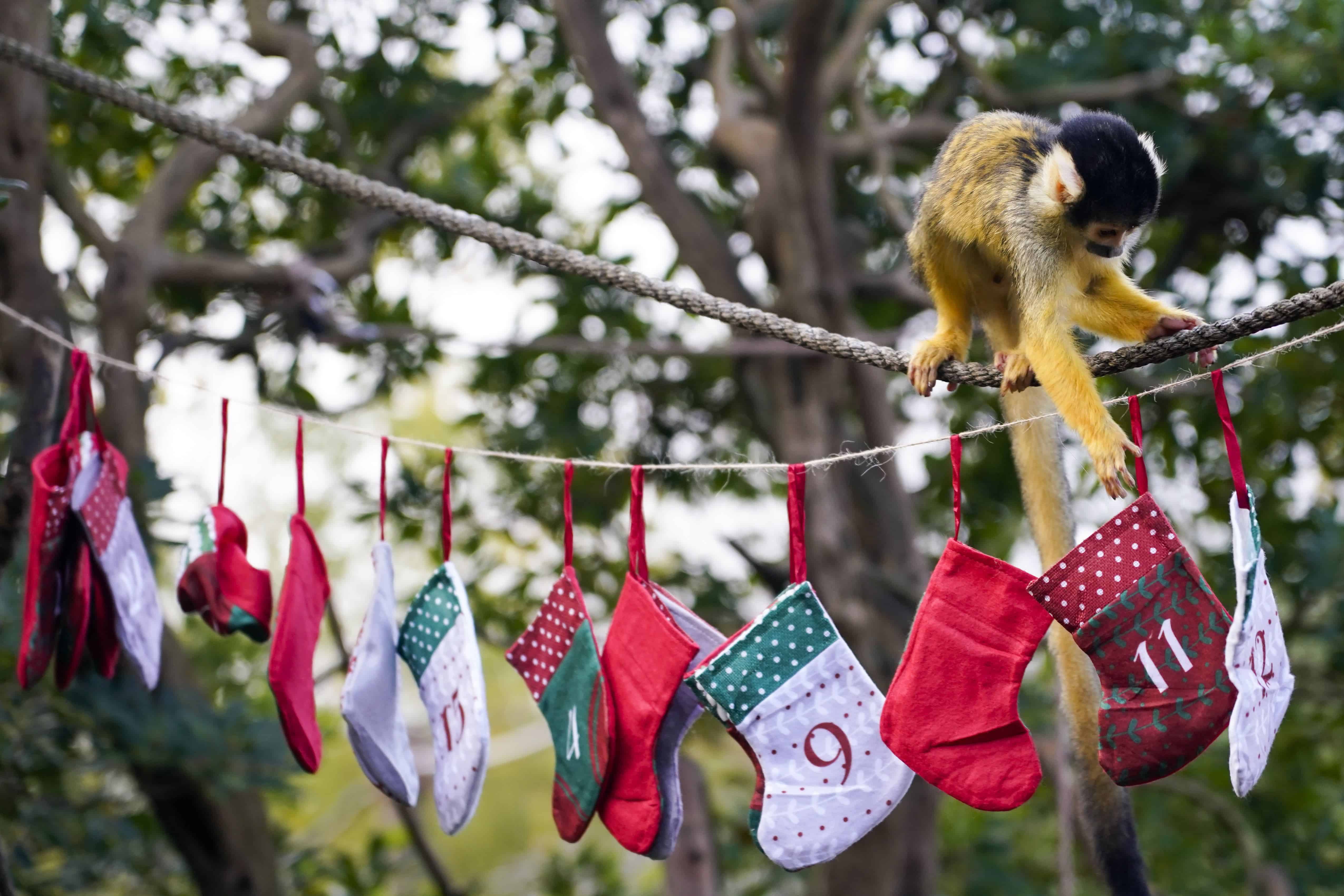 Un mono ardilla come comida de un calendario de adviento con el tema de los calcetines navideños, durante una sesión fotográfica en el Zoológico de Londres, en Londres, el jueves 30 de noviembre de 2023.