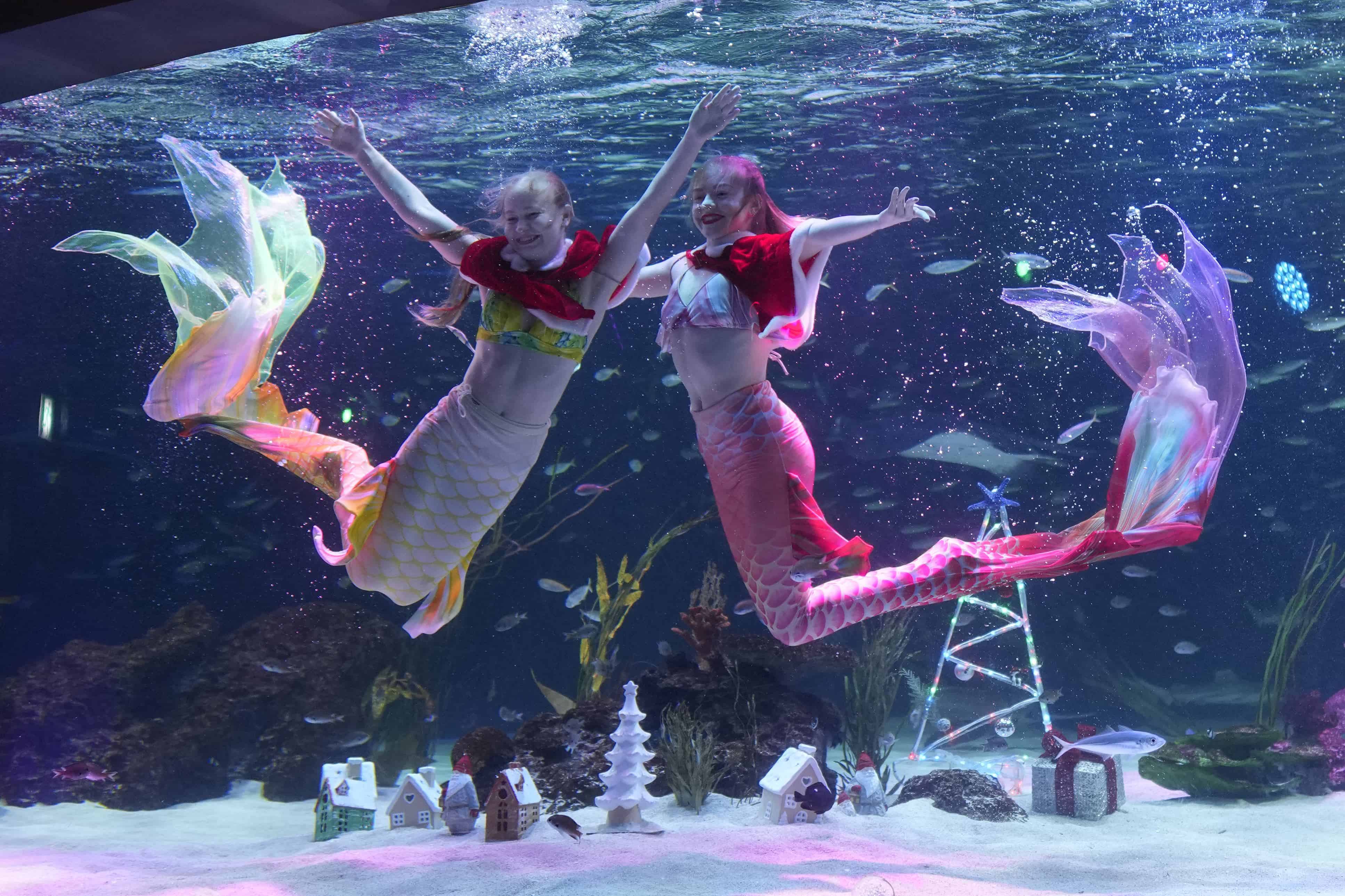 Los buzos actúan durante un evento para celebrar la próxima Navidad en el acuario de Seúl, Corea del Sur, el viernes 1 de diciembre de 2023. La Navidad es una de las festividades más importantes que se celebra en Corea del Sur.
