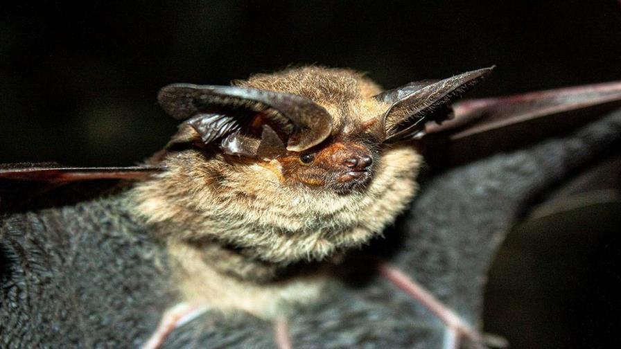 Colombia suma una nueva especie de murciélago