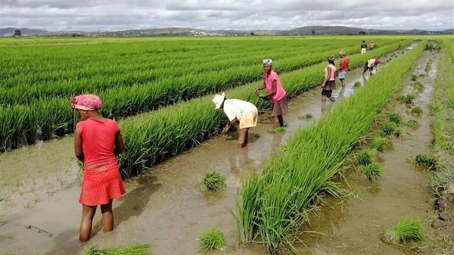 La FAO pide que el fondo de daños de la COP28 llegue a los agricultores más vulnerables