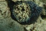 Científicos identifican la bacteria responsable de la alarmante muerte de esponjas marinas