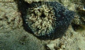 Científicos identifican la bacteria responsable de la alarmante muerte de esponjas marinas