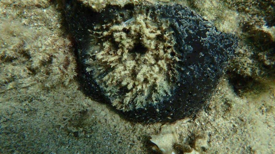 Científicos identifican la bacteria responsable de la alarmante muerte de esponjas marinas