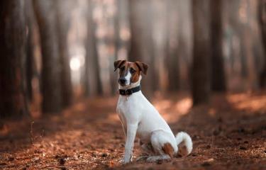 por qué mi cachorro pierde el pelo