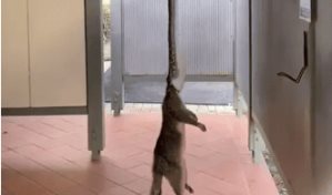 Video muestra a una pitón tragarse una zarigueya