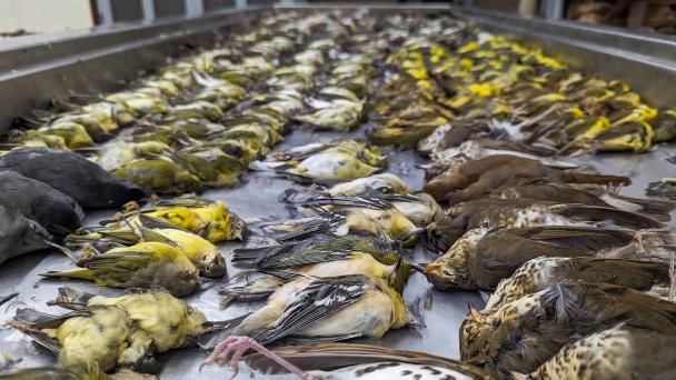 Reducir la contaminación lumínica, imprescindible para salvar a las aves migratorias