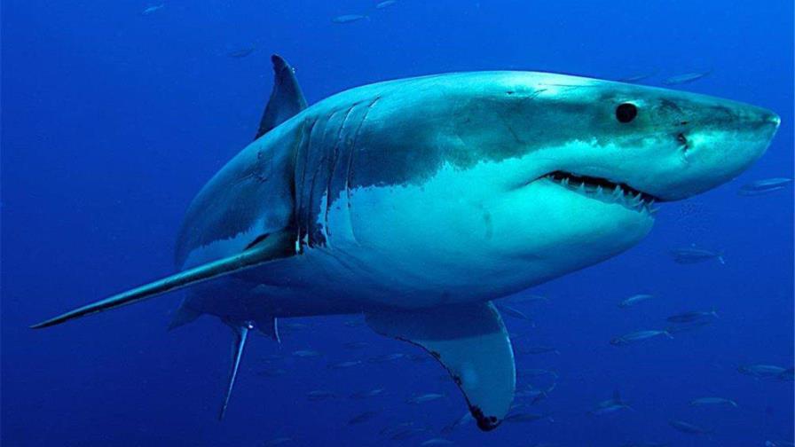 Muere una turista estadounidense atacada por un tiburón en una playa de Bahamas