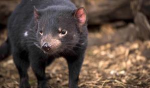 El diablo de Tasmania da pistas para que la humanidad aprenda a convivir con el cáncer