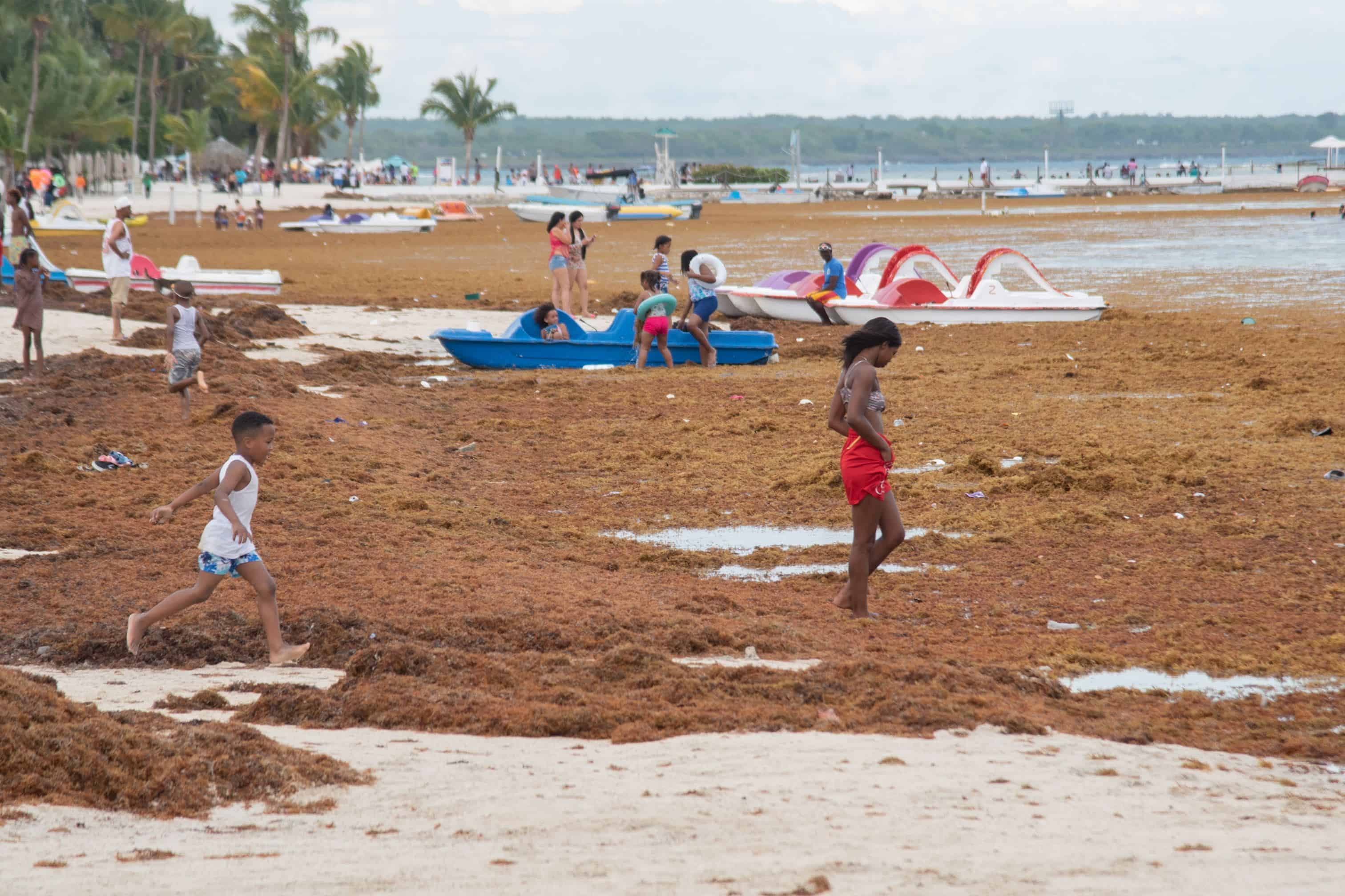 Estiman presencia del sargazo a finales de enero en el Caribe