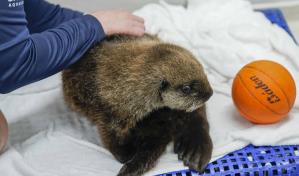 Una cr&iacute;a de nutria marina hallada sola en Alaska tiene un nuevo hogar en un acuario en Chicago