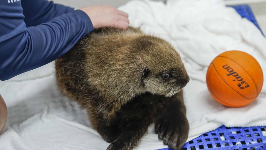 Una cría de nutria marina hallada sola en Alaska tiene un nuevo hogar en un acuario en Chicago Una cría de nutria marina hallada sola en Alaska tiene un nuevo hogar en un acuario en Chicago