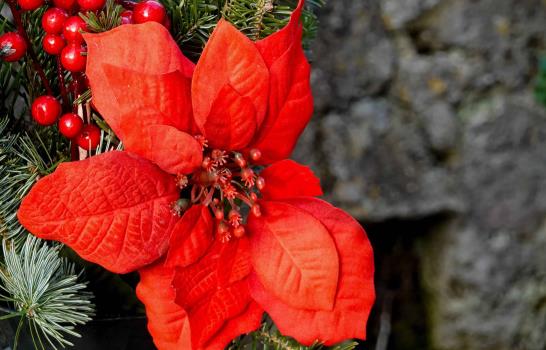 Flor de Pascua, estos son los cuidados para mantenerla hermosa y sana