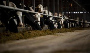 La ganadería representa 12% de las emisiones de gases con efecto invernadero, según la FAO