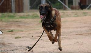 Muere mujer en ataque de los perros de su vecino en Grecia
