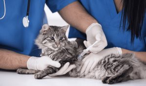 ¿Con qué frecuencia debes vacunar a tu mascota?