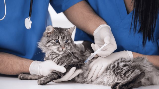 ¿Con qué frecuencia debes vacunar a tu mascota?