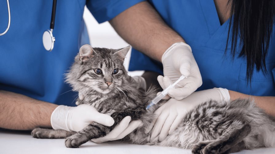 ¿Con qué frecuencia debes vacunar a tu mascota?