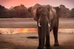 Al menos 100 elefantes muertos por sequía en Zimbabue, afirma grupo de protección animal