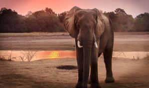 Al menos 100 elefantes muertos por sequía en Zimbabue, afirma grupo de protección animal