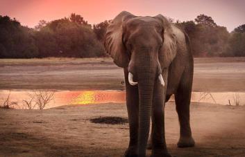 Al menos 100 elefantes muertos por sequía en Zimbabue, afirma grupo de protección animal
