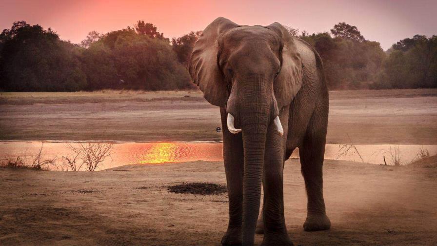 Al menos 100 elefantes muertos por sequía en Zimbabue, afirma grupo de protección animal