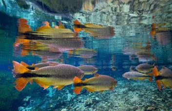 Una de cada cuatro especies de peces de agua dulce en peligro de extinción, según la UICN
